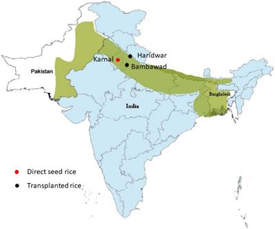 Impact of IPM practices on microbial population and disease development in transplanted and direct-seeded rice